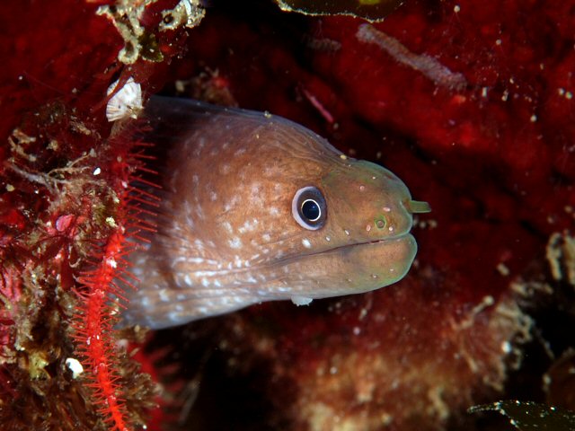 Gymnothorax bacalladoi